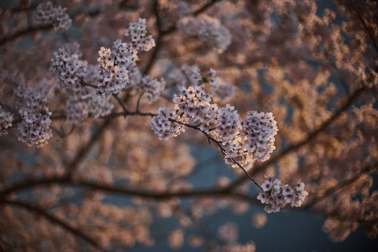 Close-up of tree