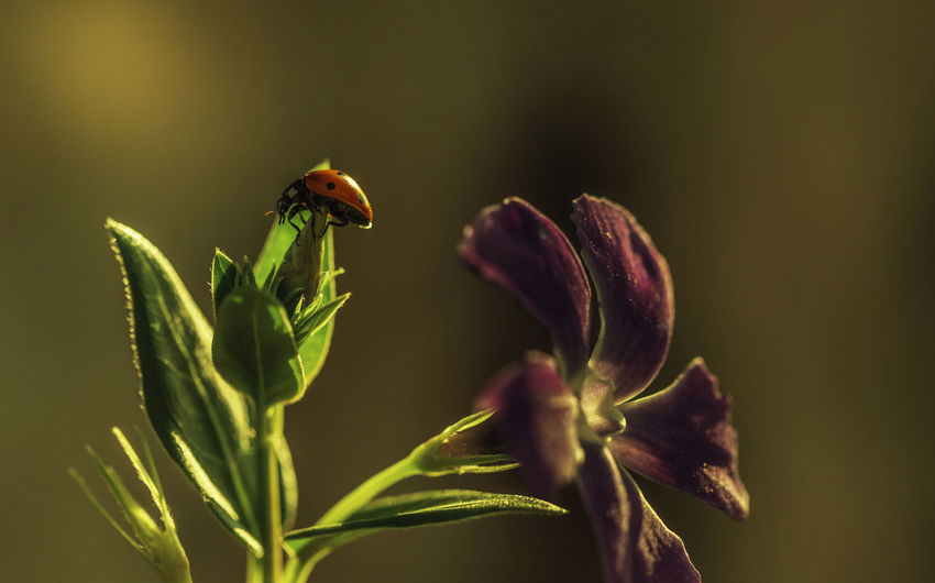 Ladybird on a sunny green leaf of flower vinca major