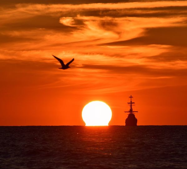 Silhouette bird flying over sea against orange sky