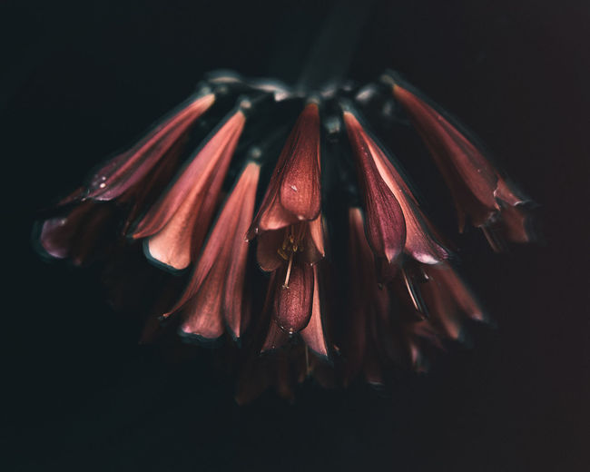 Close-up of wilted flower over black background
