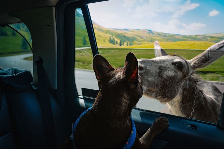 French bulldog in car looking at a donkey on a mountain road in summer