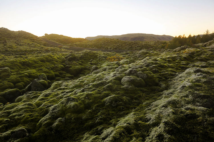 Moss on lava plain field against clear sky during sunset