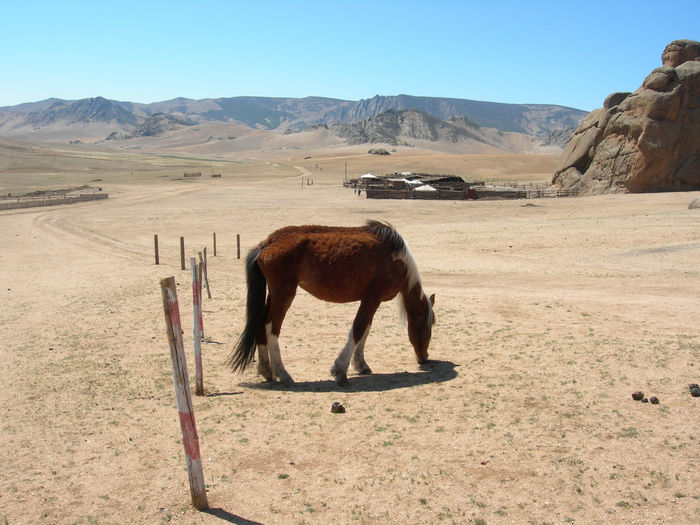 Side view of brown horse on arid landscape