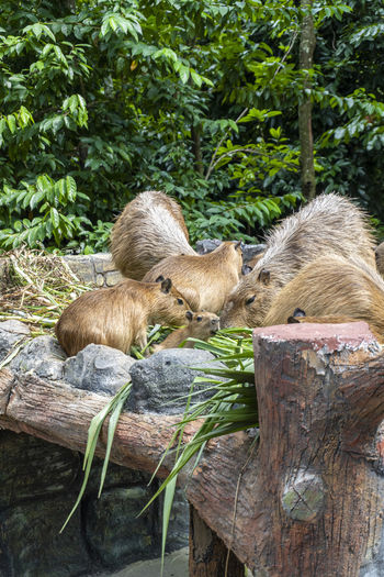 The capybara is a giant cavy rodent native to south america. it is the largest living rodent.
