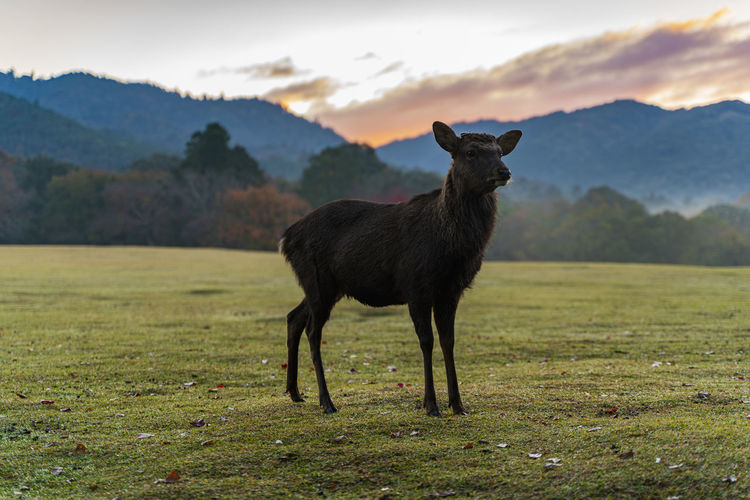  deee  standing in a field