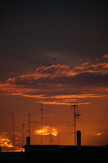 Silhouette of birds against orange sky