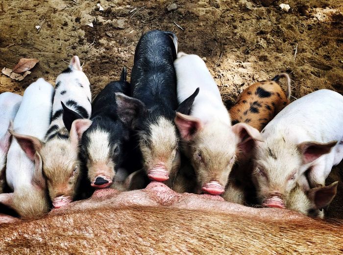 High angle view of pig feeding piglets on field