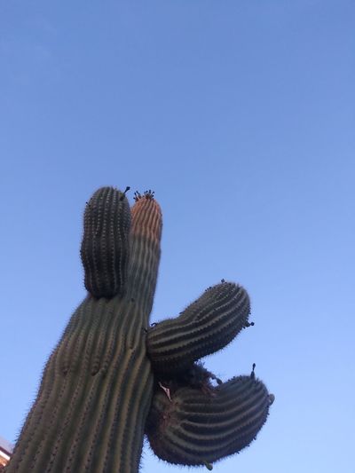 Low angle view of saguaro cactus against clear blue sky