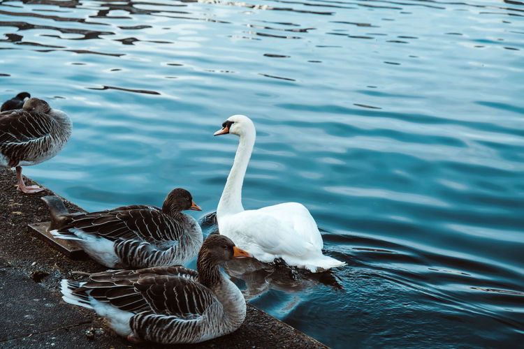 Swan swimming in lake alster hamburg and zwo ducks 