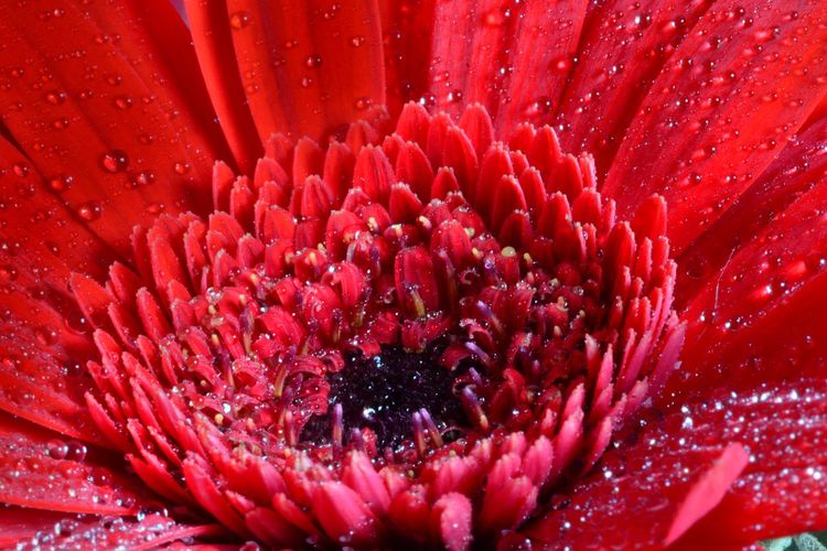 Full frame shot of red flower