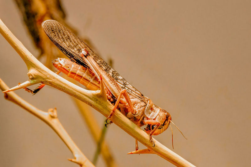 Desert grasshopper waiting on a stick