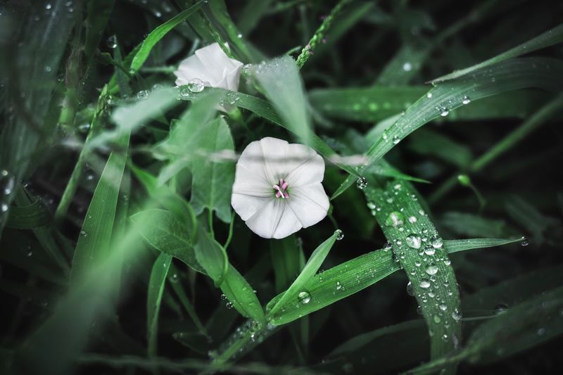 Close-up of wet flowering plants during rainy season