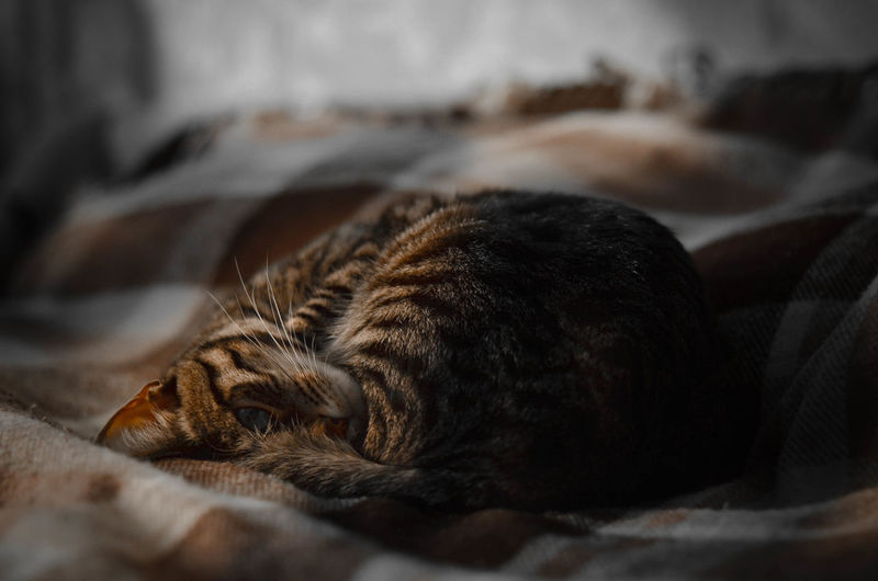 Close-up of cat sleeping on bed