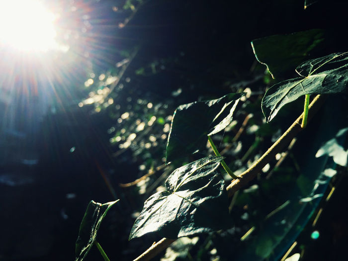 Sunlight streaming through leaves on sunny day