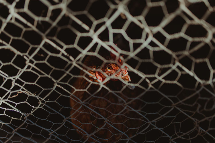 Close-up of chicken in cage