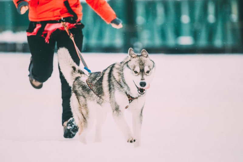 Low section of person with dog running on snow covered field