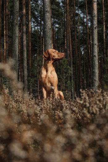 Dog sitting in a clearing in the forest