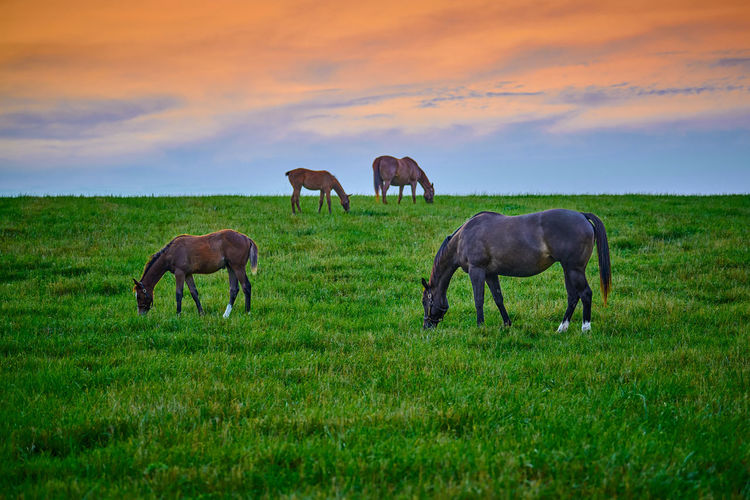 Mares and foals grazing on fresh green grass at sunset.