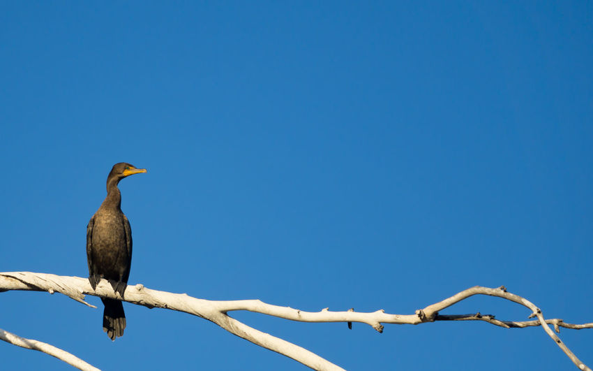 Cormorant perching on bare tree against clear sky