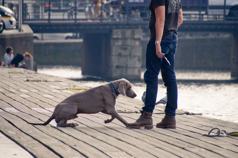 Low section of man standing with dog on promenade by river