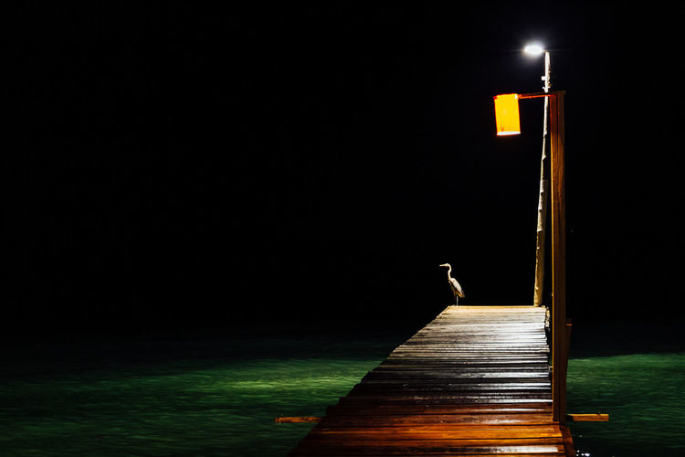 Bird perching on illuminated pier over sea at night