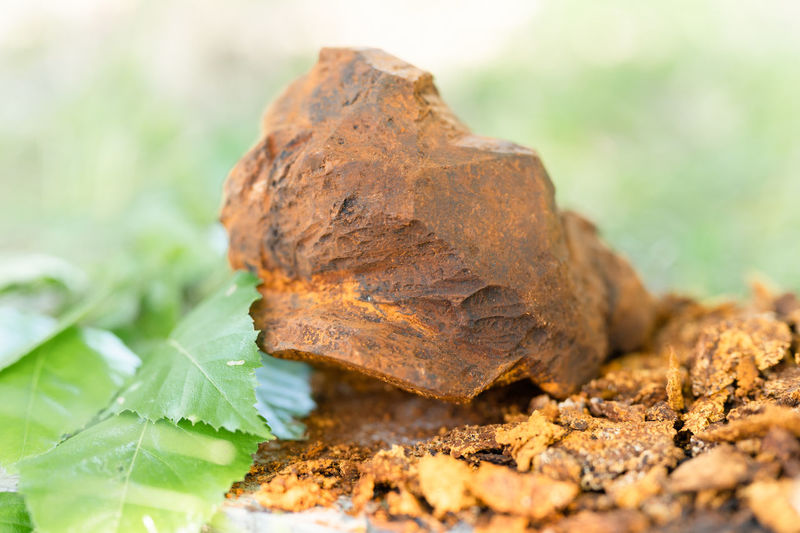 Gathered or foraged chaga mushroom wild birch tree parasitic fungus or fungi