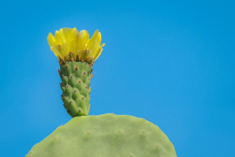 Close-up of yellow cactus flower against blue sky