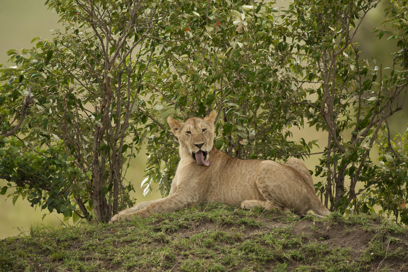 Lioness sitting by plants on land