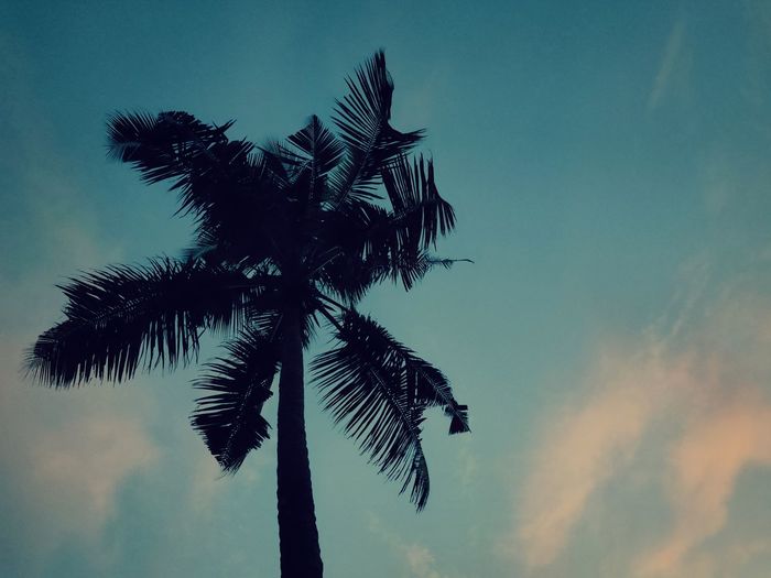 Low angle view of coconut palm tree against sky