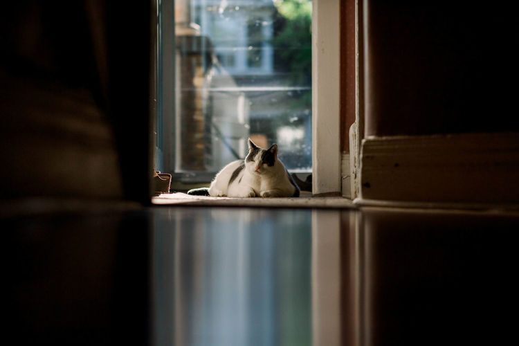 Low angle view of cat lounging at the end of hallway - natural light reflected