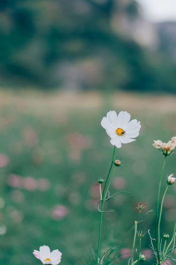 Close-up of white flowering plant on field