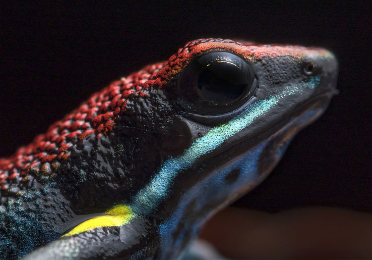 Ameeraga bilinguis, a beautiful poison frog