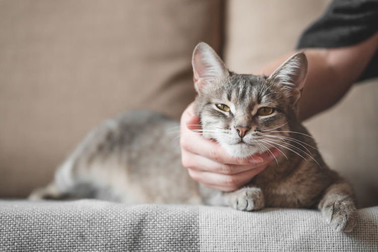 Gray striped cat with womans hand on a brown background. world pet day.