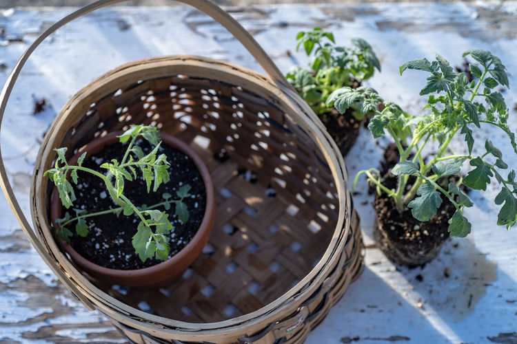 Tomato plants in basket on potting bench