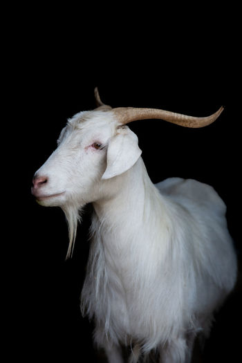 Cashmere goat looking sideways on black background