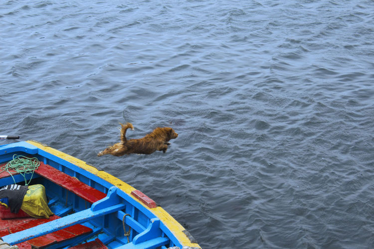 Curious and playful dog jumps into the water from a colorful parked boat