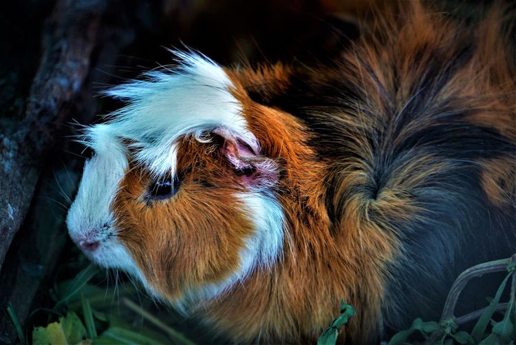 Portrait of guinea pig in cage