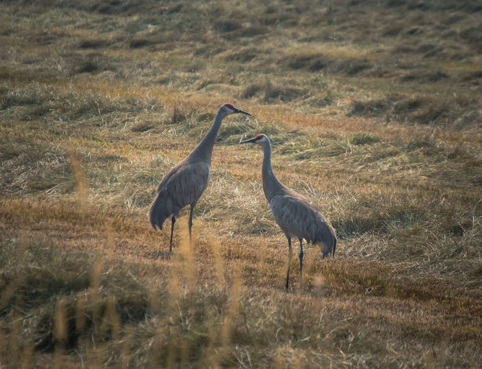 View of two birds on land