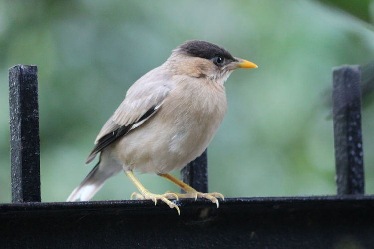 Close-up of bird on fence