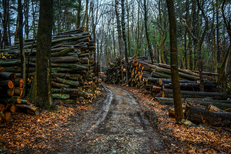 Footpath leading to forest with lumber