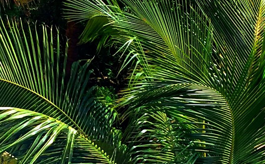 Close-up of palm tree