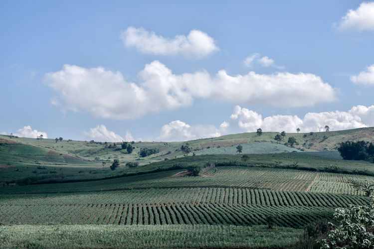 Scenic view of agricultural field against sky