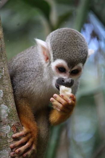 Close-up of a small monkey, a specimen of wildlife in the amazon region.