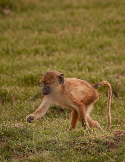 Monkey walking on field