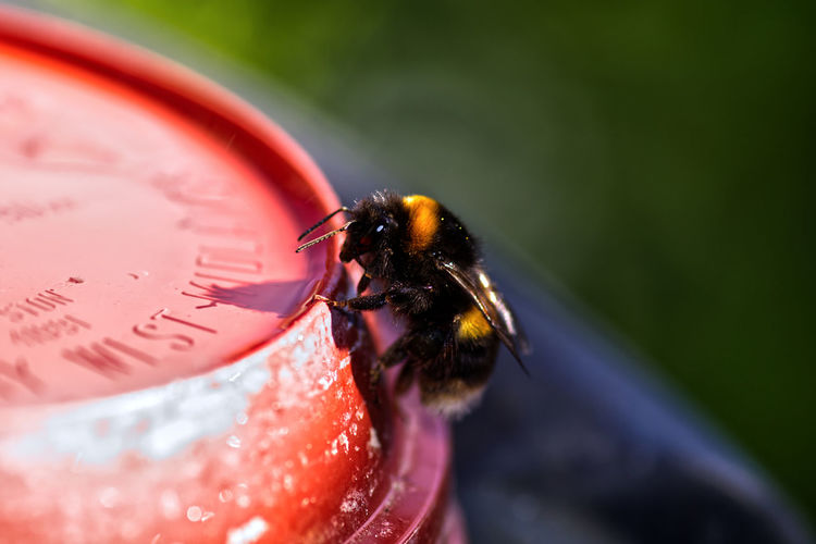 Close-up of bee on red pot