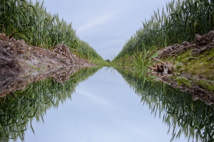 Close-up of trees against sky