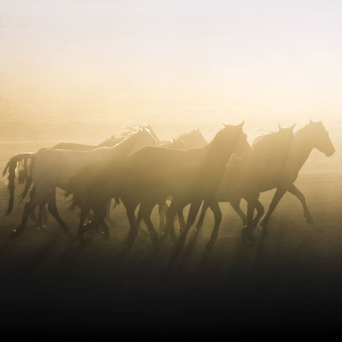 Silhouette horses running on field against sky during sunset