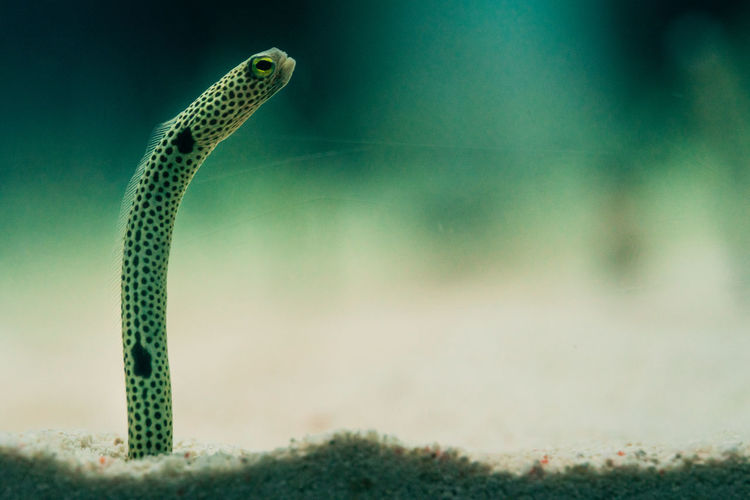 Close-up of lizard