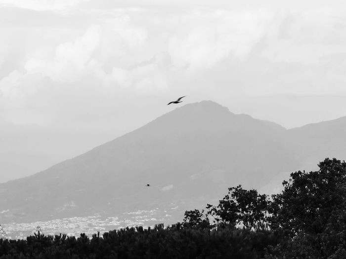 Bird flying over mountain range against sky