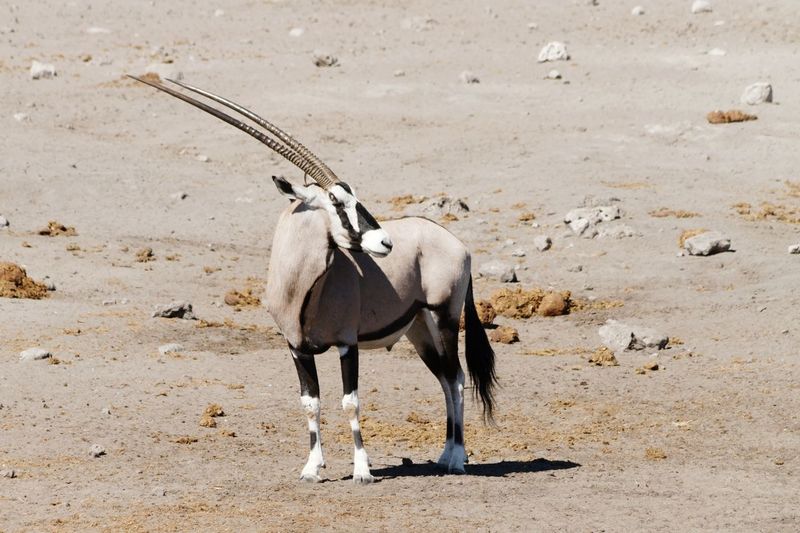 Gemsbok or southern oryx with magnificent horns